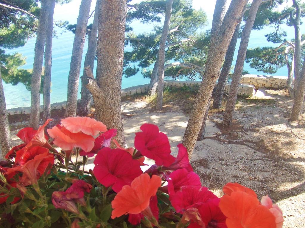 Apartment Jelas Živogošće Rum bild